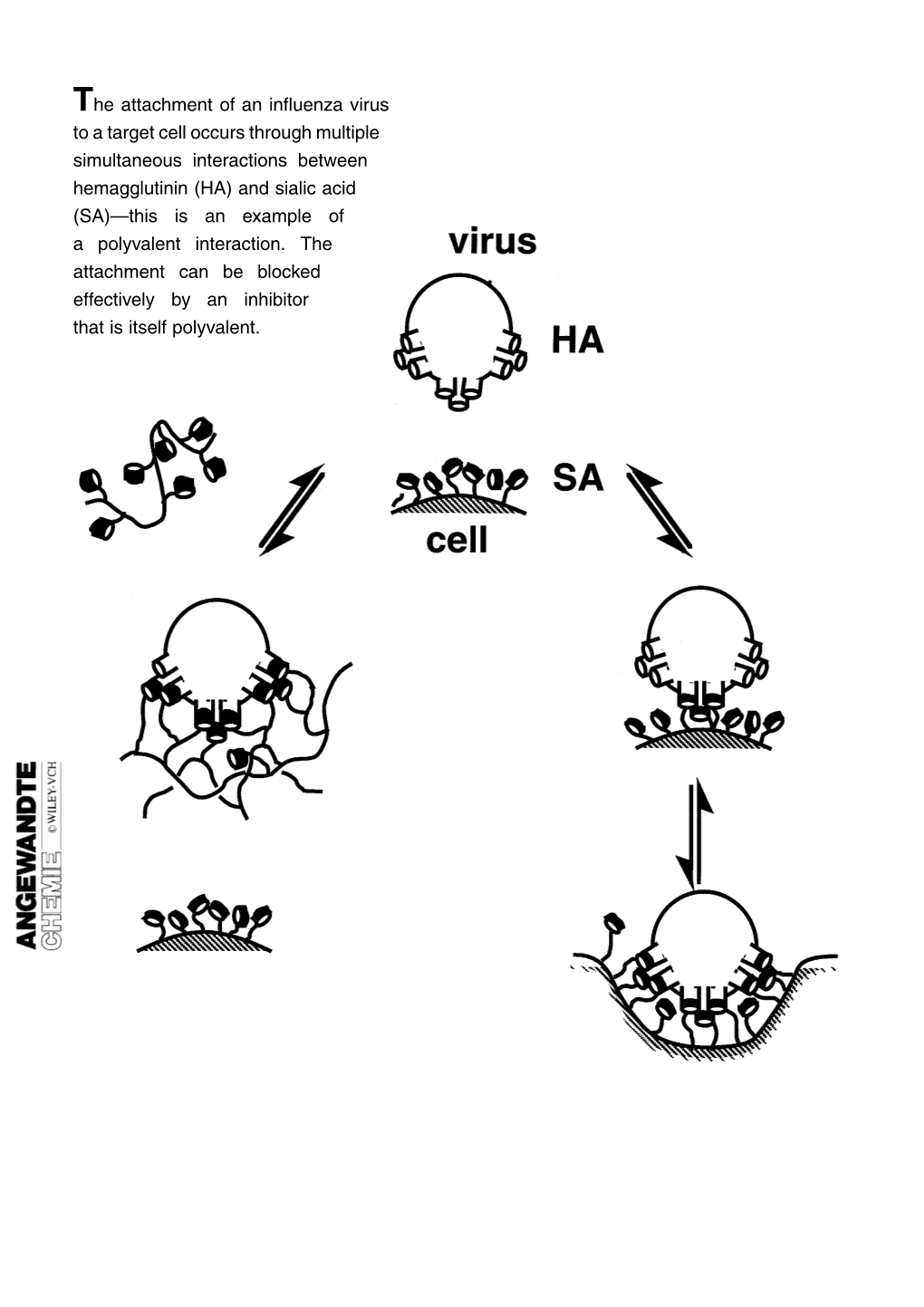 Polyvalent Interactions in Biological Systems: Implications for Design and Use of Multivalent Ligands and Inhibitors**