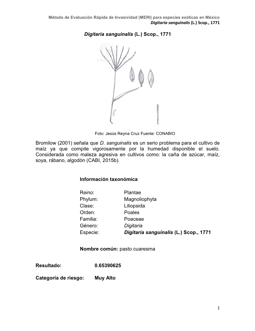 Digitaria Sanguinalis (L.) Scop., 1771 Bromilow