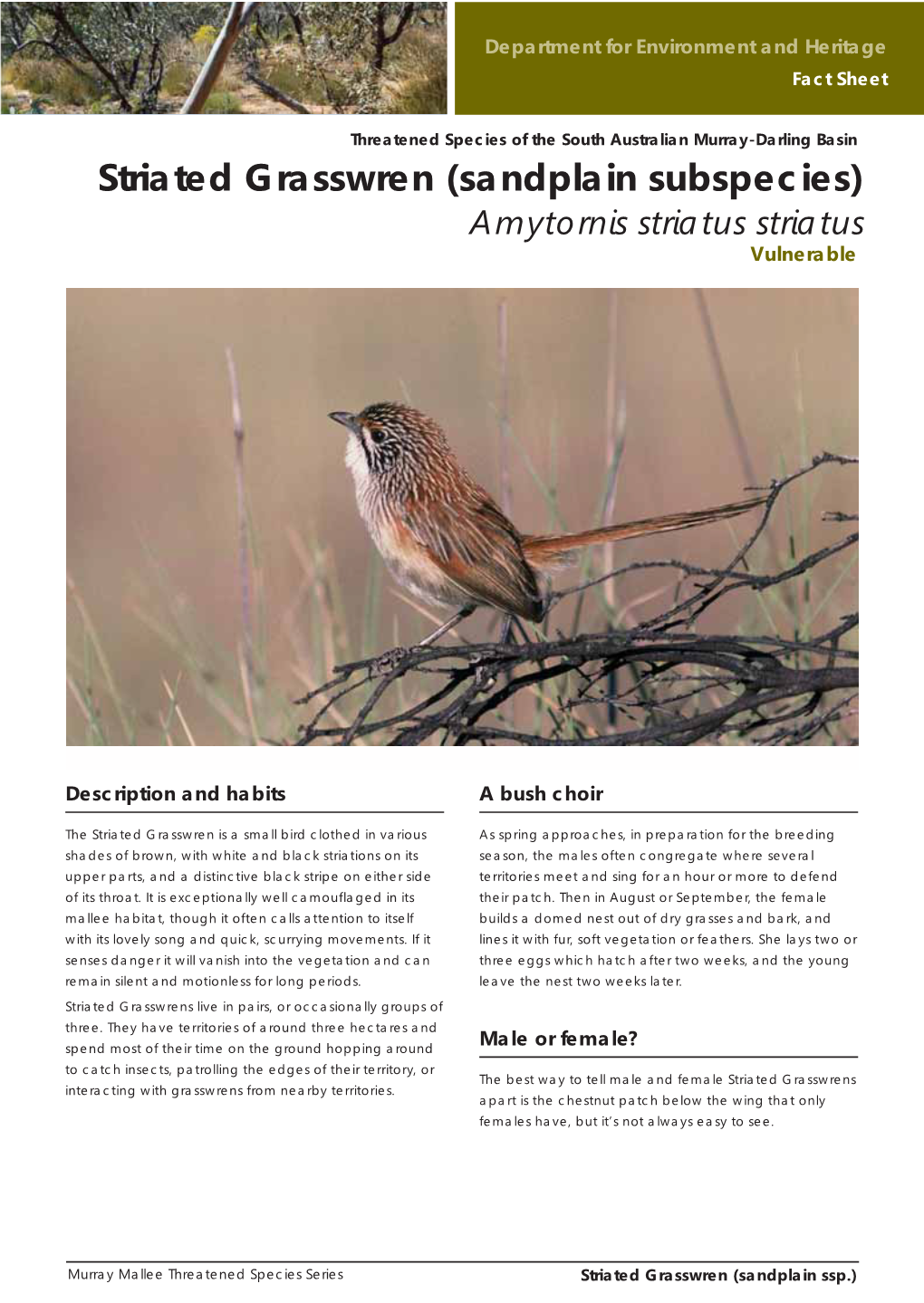 Striated Grasswren (Sandplain Subspecies) Amytornis Striatus Striatus Vulnerable