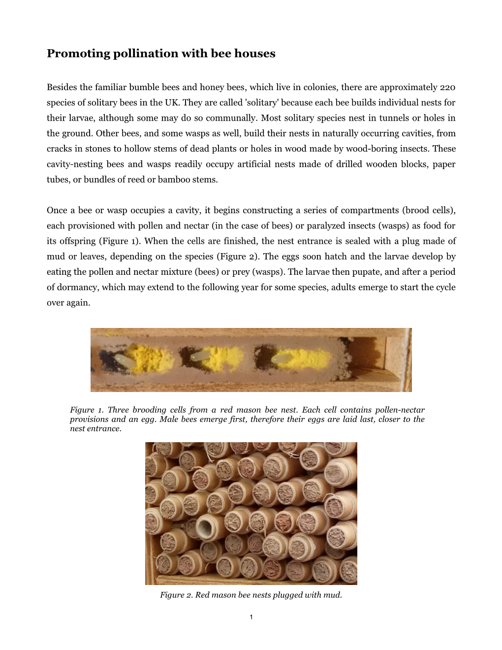 Solitary Bees in the UK