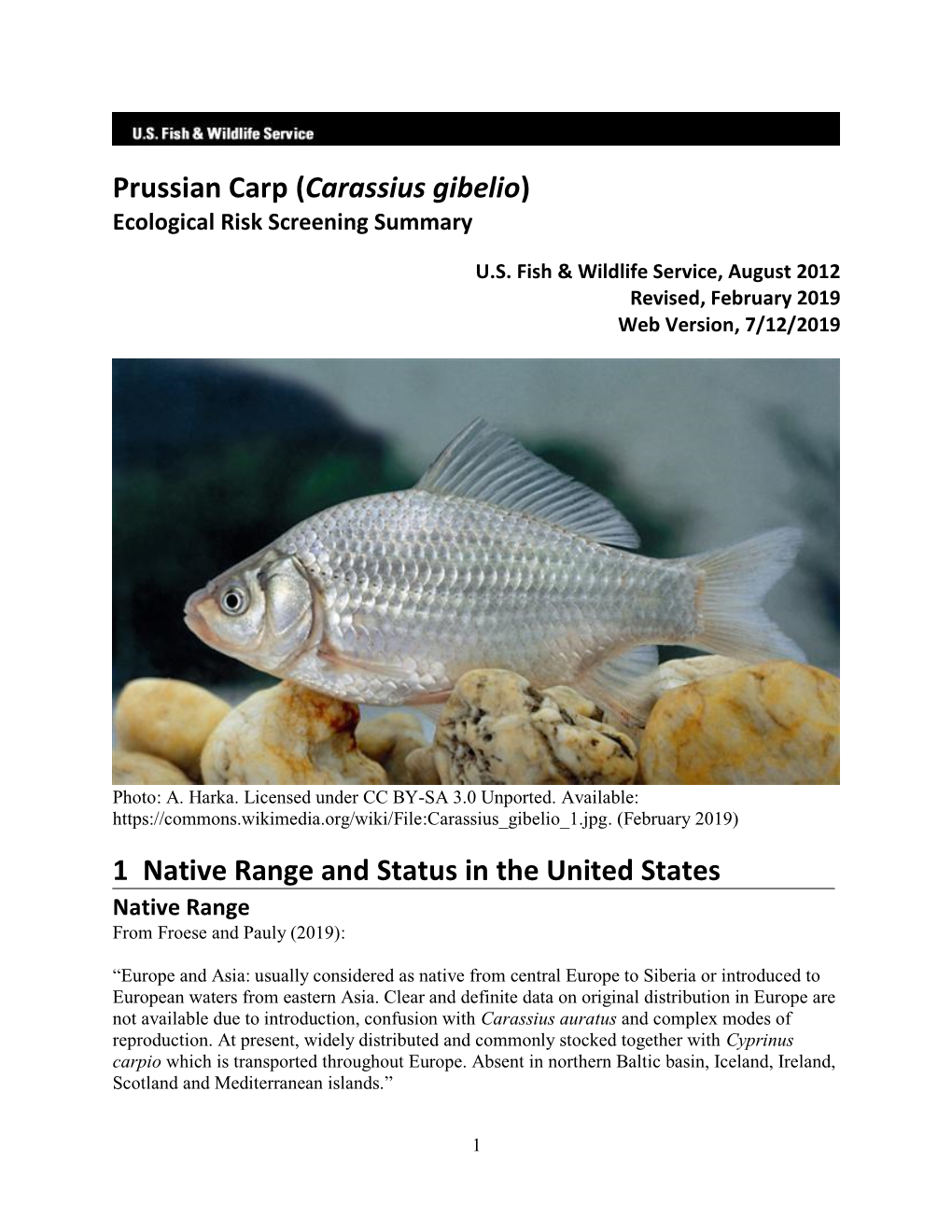 Prussian Carp (Carassius Gibelio) ERSS