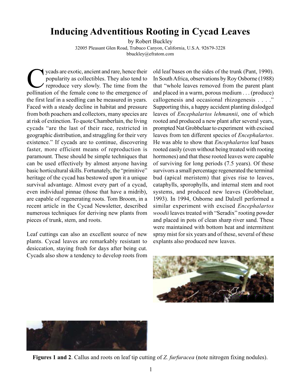 Inducing Adventitious Root Growth in Cycad Leaves