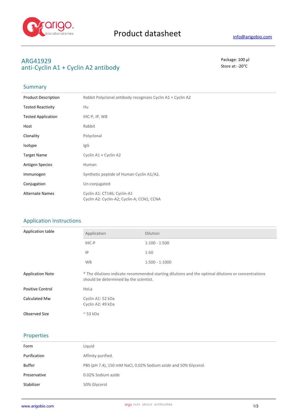 Anti-Cyclin A1 + Cyclin A2 Antibody (ARG41929)