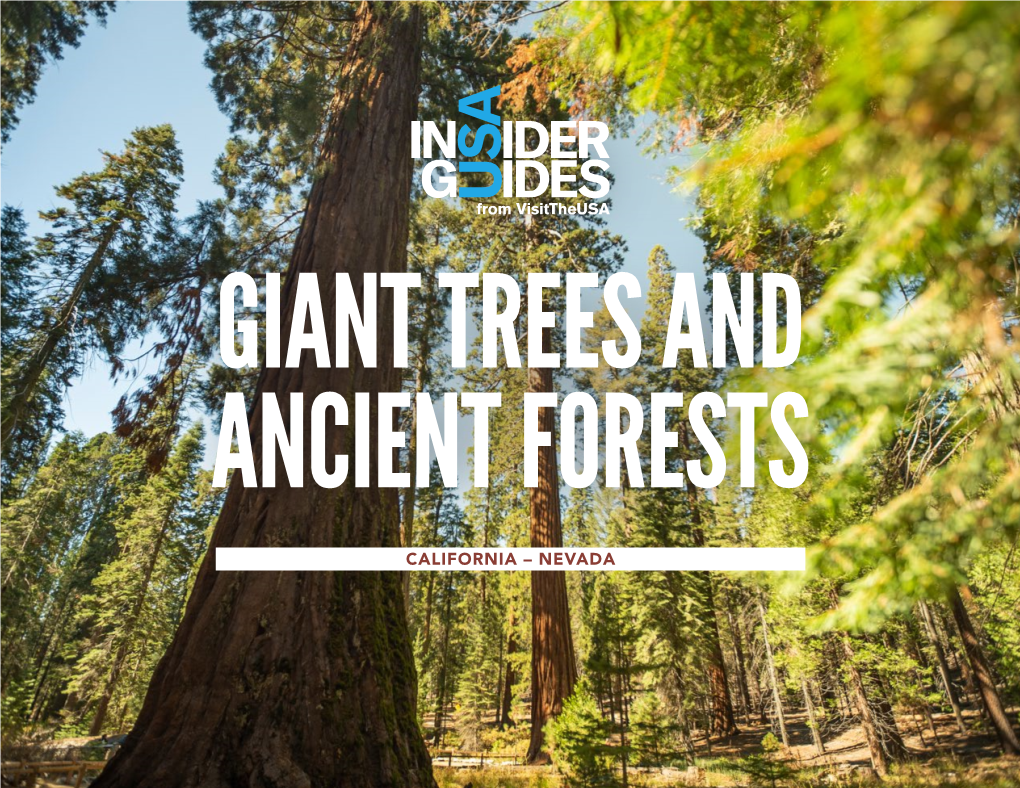 California – Nevada Giant Trees and Ancient Forests