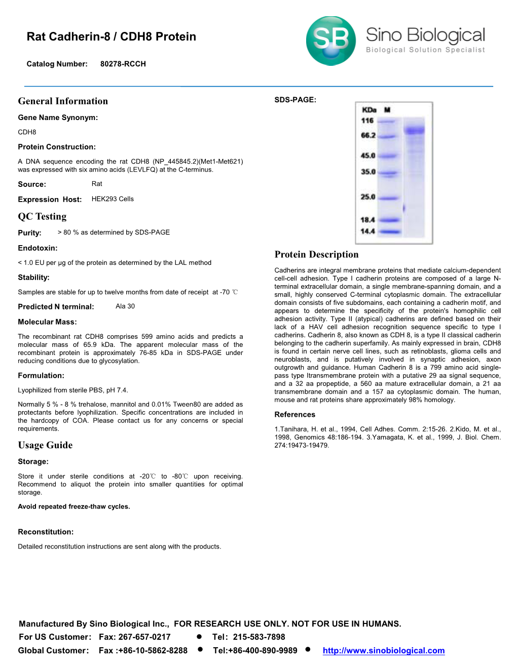 Rat Cadherin-8 / CDH8 Protein