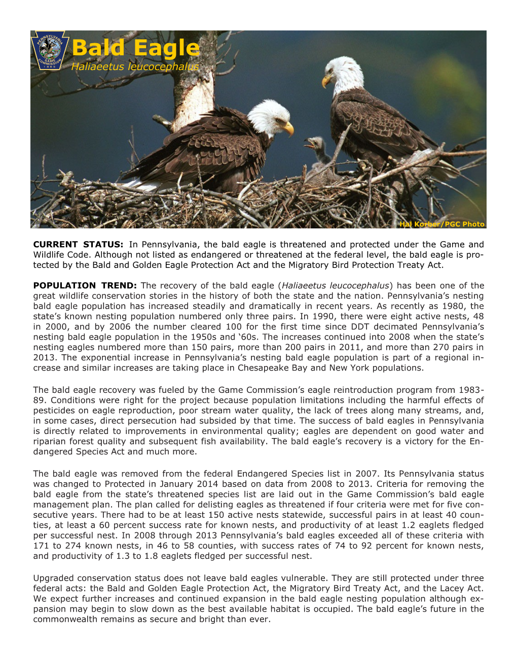 Bald Eagle.Pdf