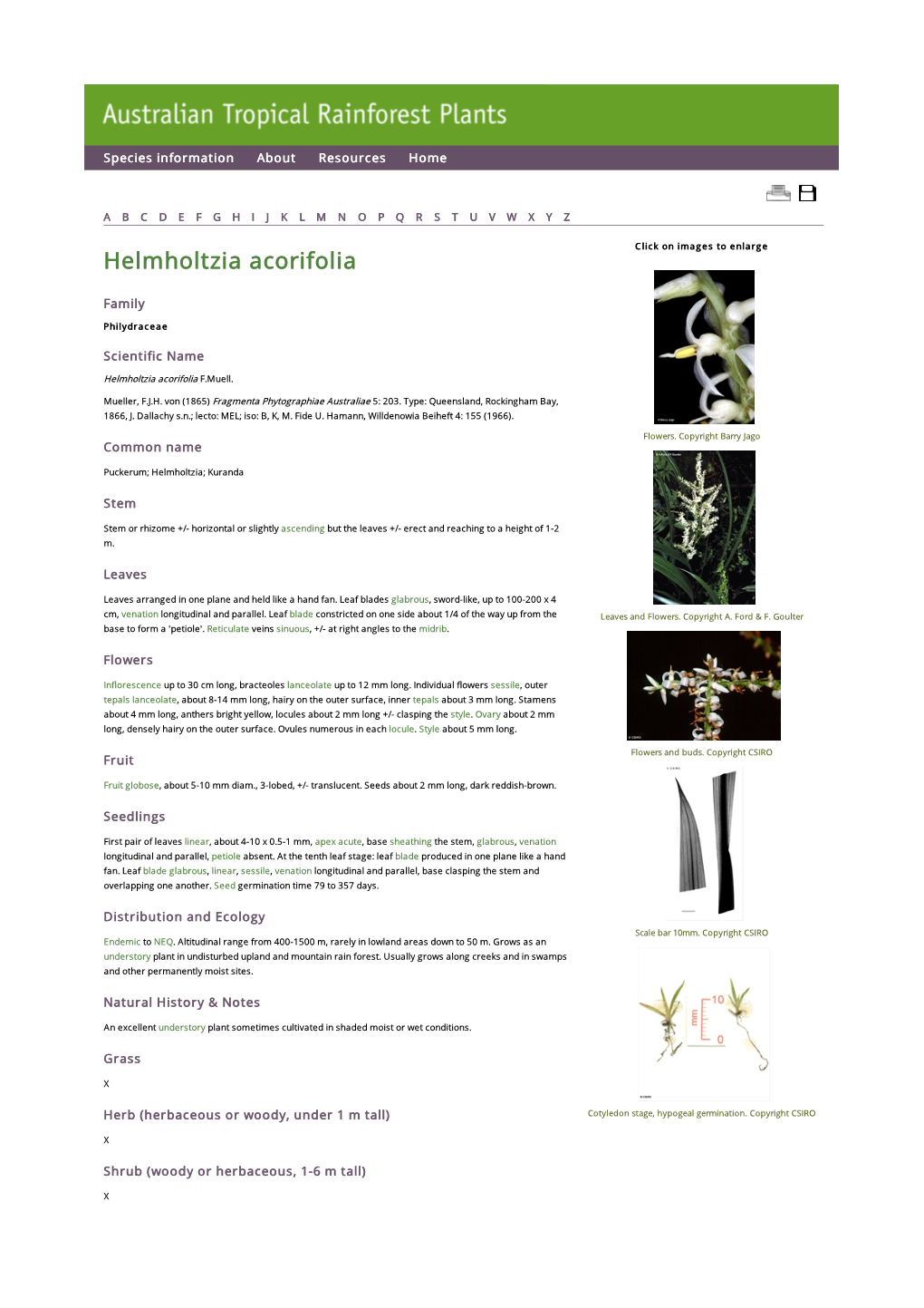 Helmholtzia Acorifolia Click on Images to Enlarge