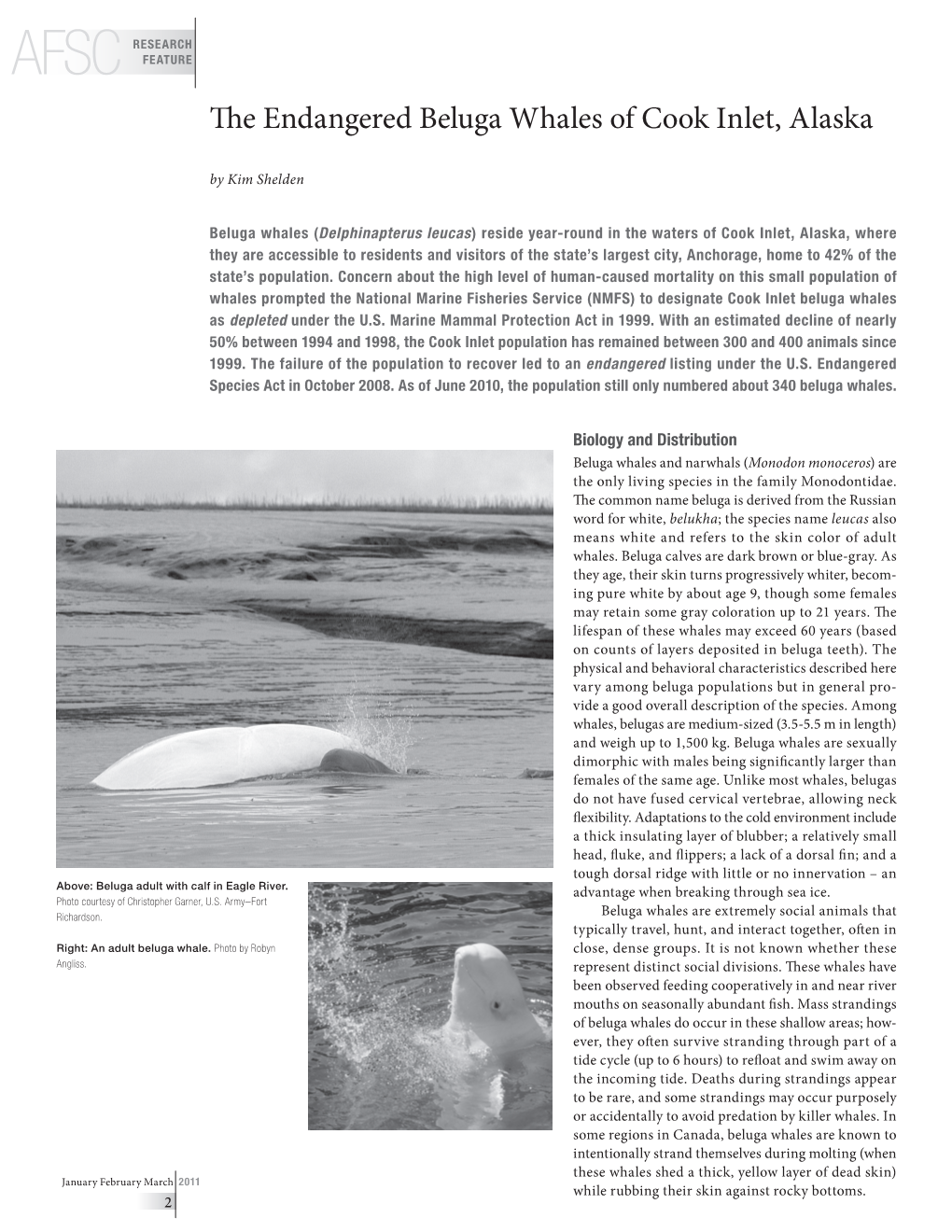 The Endangered Beluga Whales of Cook Inlet, Alaska