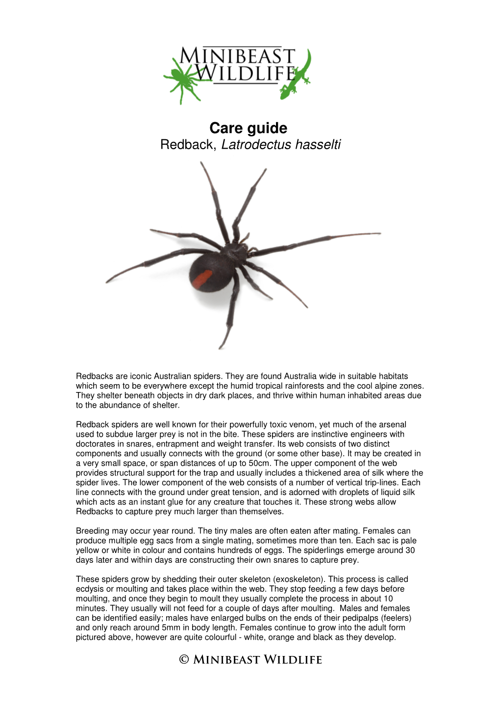 Care Guide Redback, Latrodectus Hasselti