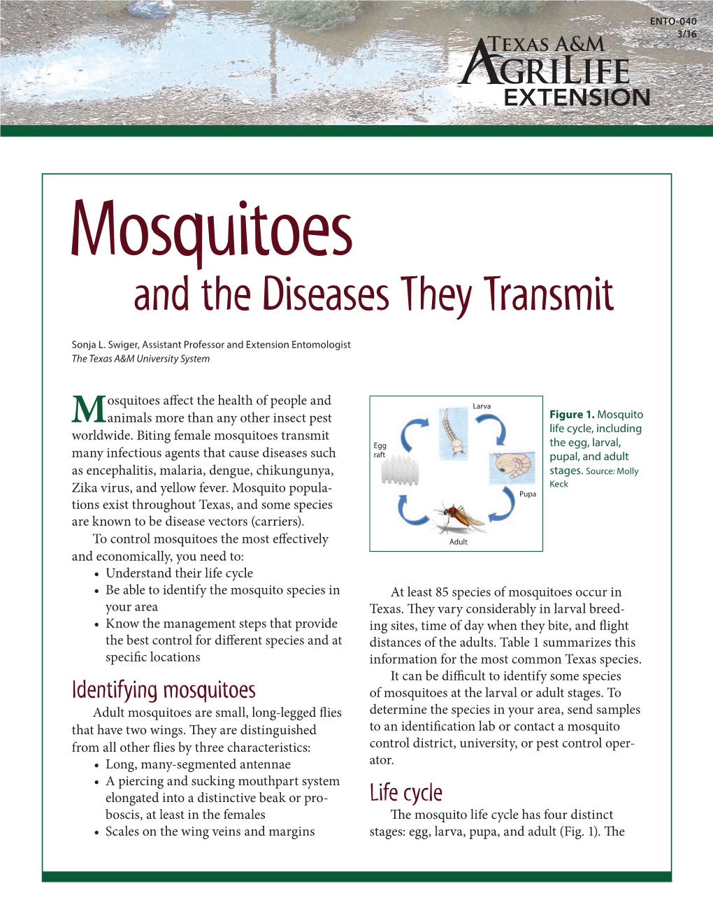 Mosquitoes and the Disease They Transmit