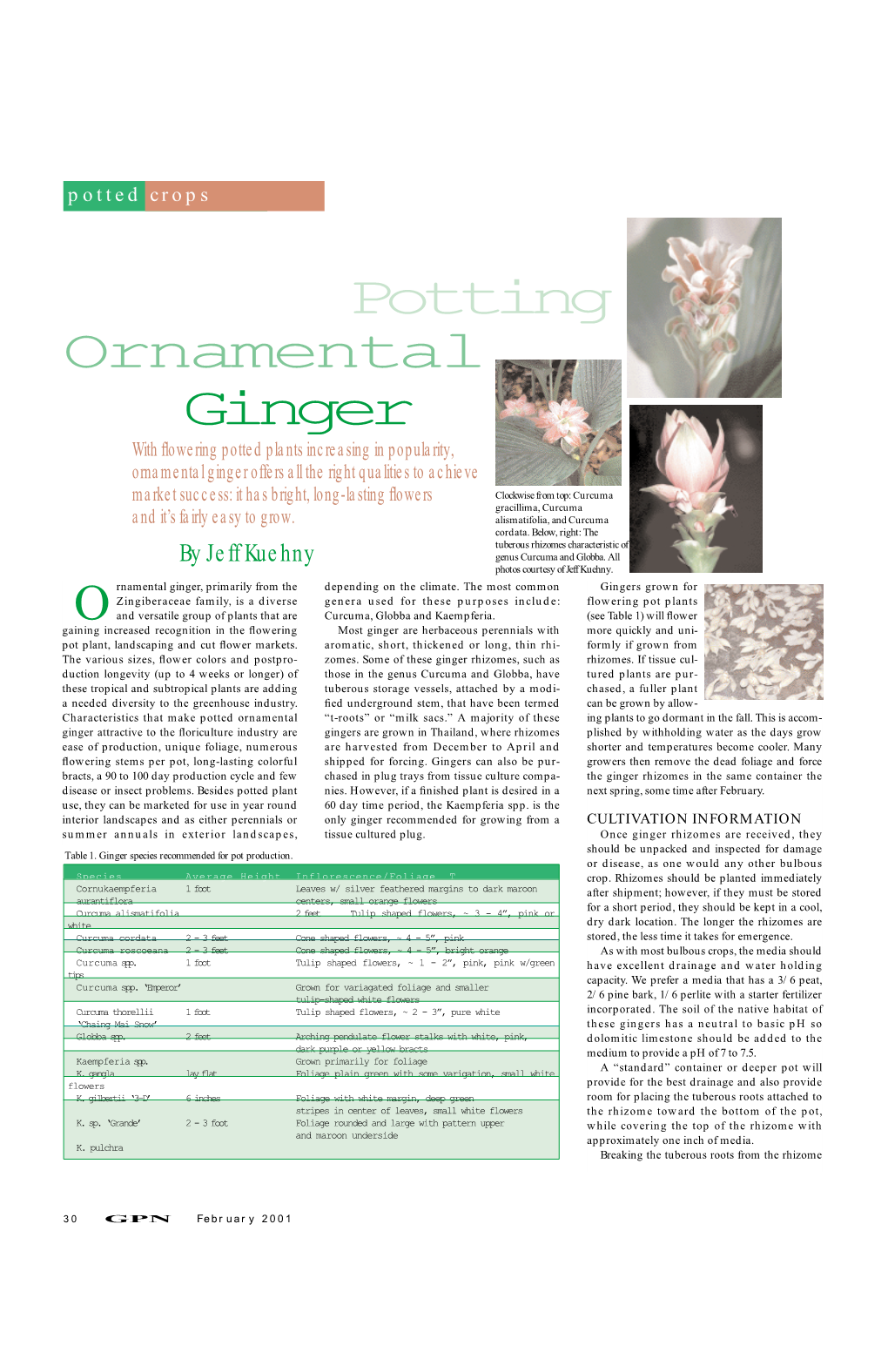 Ornamental Potting Ginger