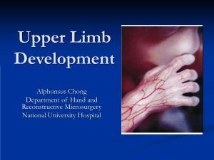 Upper Limb Development