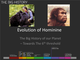 Evolution of Hominine