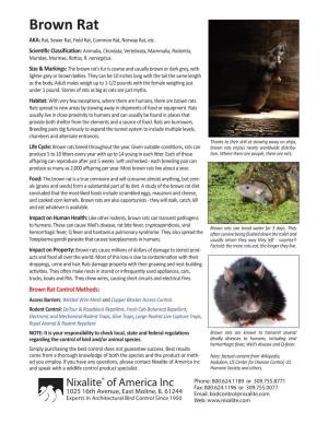 Brown Rat AKA: Rat, Sewer Rat, Field Rat, Common Rat, Norway Rat, Etc