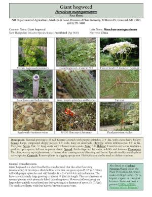 Giant Hogweed Heracleumoriental Mantegazzianum Bittersweet Control Guidelines Fact Sheet