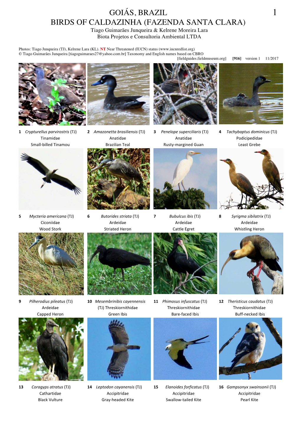 Goiás, Brazil Birds of Caldazinha
