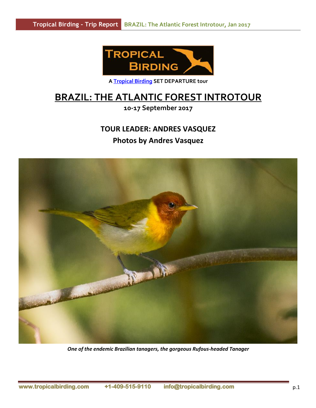 BRAZIL: the Atlantic Forest Introtour, Jan 2017