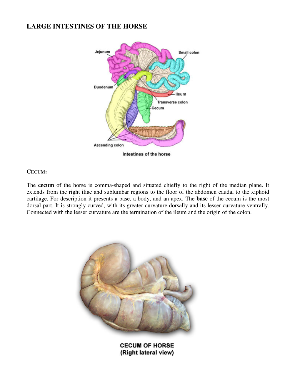 Large Intestines of the Horse