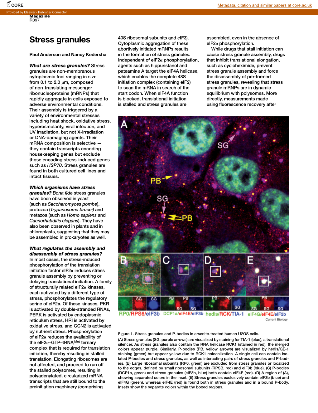 Stress Granules Cytoplasmic Aggregation of These Eif2α Phosphorylation