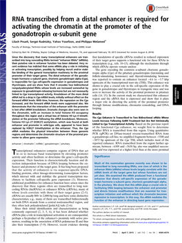 RNA Transcribed from a Distal Enhancer Is Required for Activating the Chromatin at the Promoter of the Gonadotropin Α-Subunit Gene