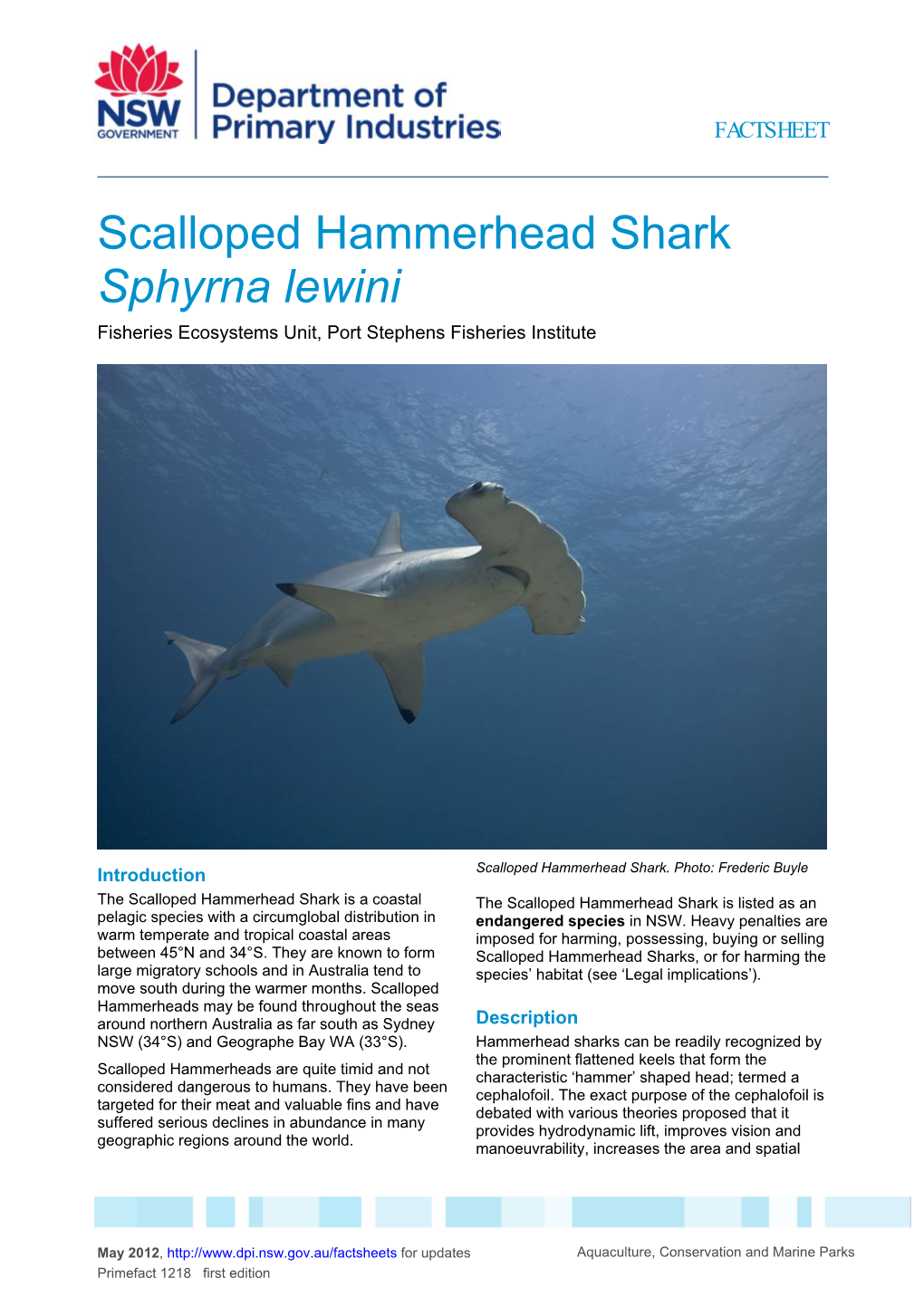 Scalloped Hammerhead Shark Sphyrna Lewini Fisheries Ecosystems Unit, Port Stephens Fisheries Institute