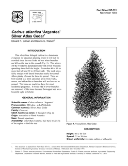 Cedrus Atlantica ‘Argentea’ Silver Atlas Cedar1 Edward F