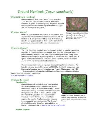 Ground Hemlock (Taxus Canadensis)