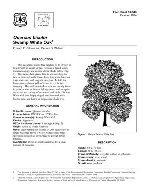Quercus Bicolor Swamp White Oak1 Edward F
