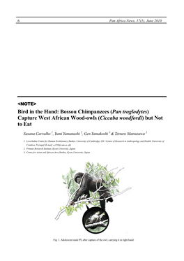 Bird in the Hand: Bossou Chimpanzees (Pan Troglodytes) Capture West African Wood-Owls (Ciccaba Woodfordi) but Not to Eat