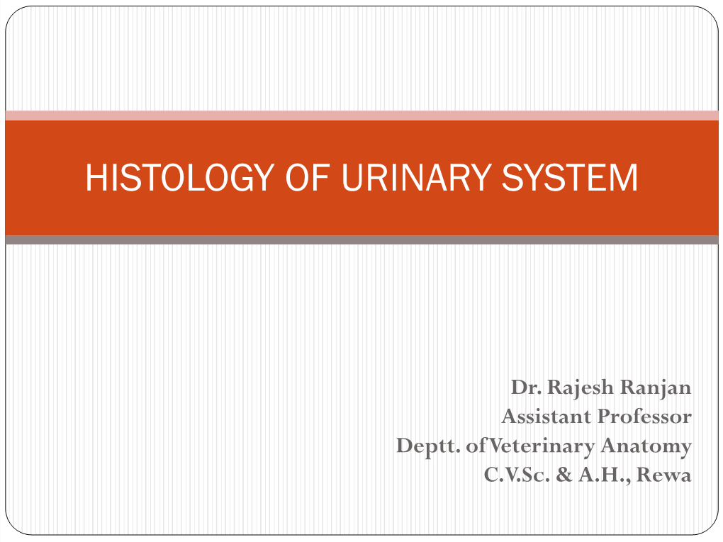 Histology of Urinary System