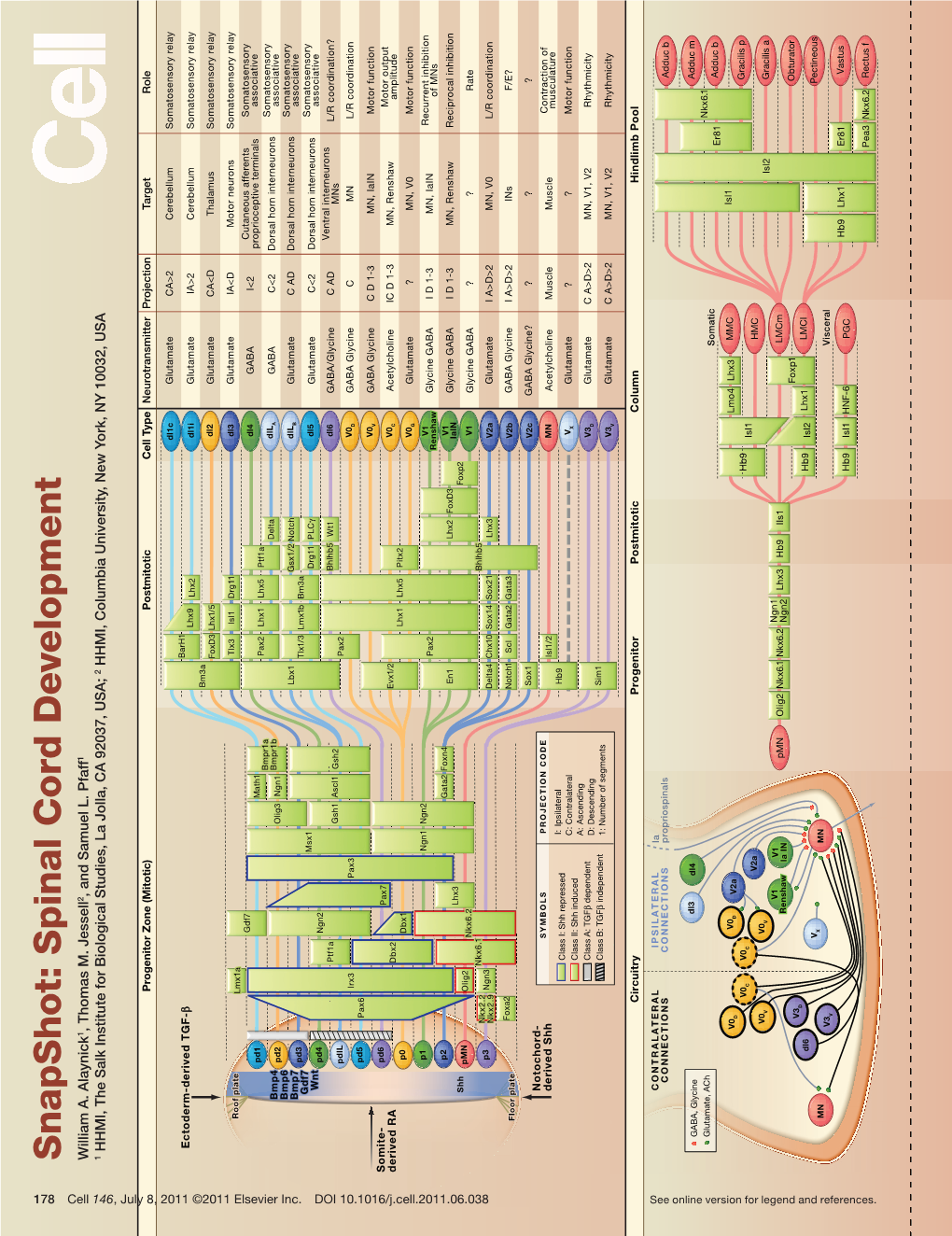 Snapshot: Spinal Cord Development William A