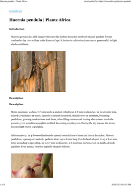 Huernia Pendula | Plantz Africa About:Reader?Url=
