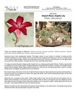 Adenium Desert Rose, Impala Lily Family: Apocynaceae