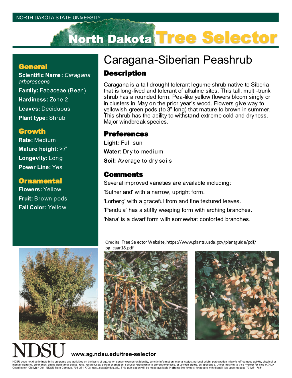 North Dakota Tree Selector Caragana-Siberian Peashrub