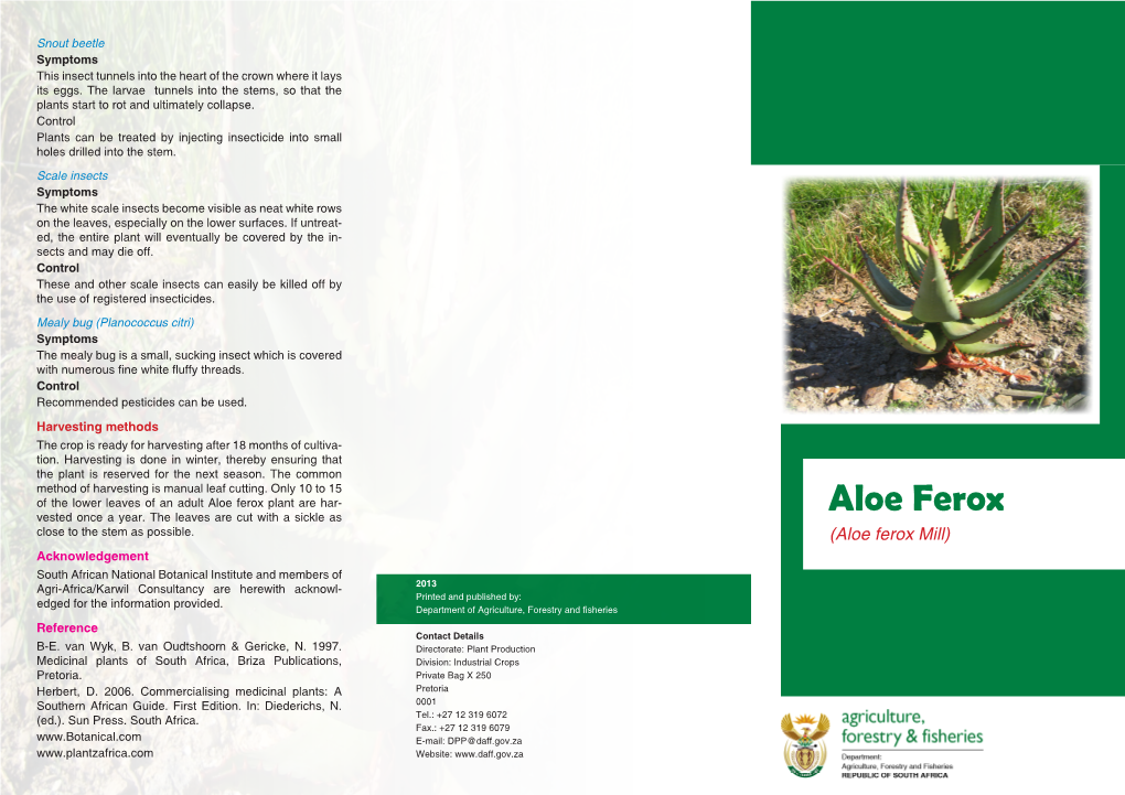 Aloe Ferox Plant Are Har- Aloe Ferox Vested Once a Year