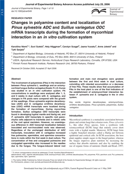 Changes in Polyamine Content and Localization of Pinus Sylvestris ADC