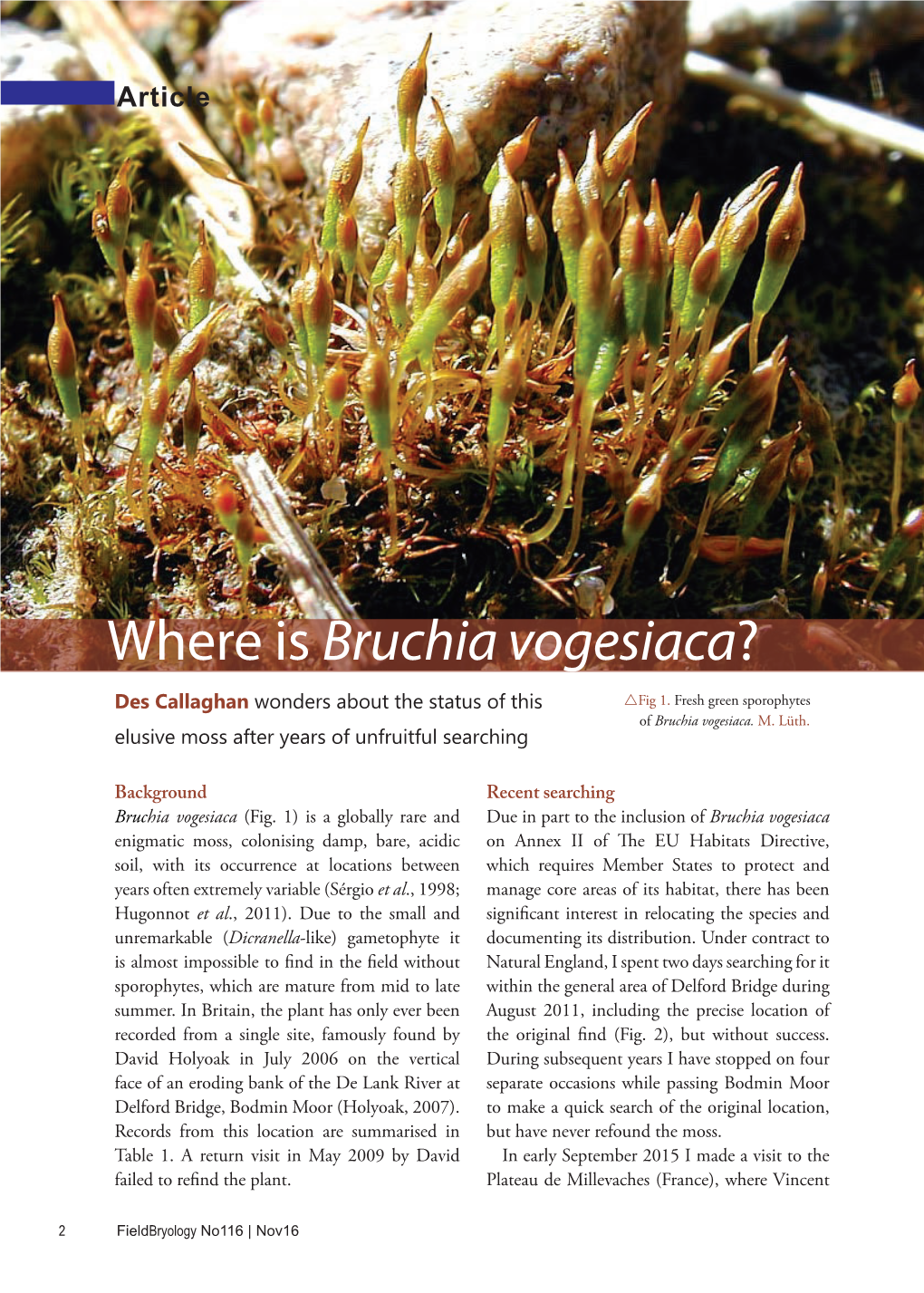 Where Is Bruchia Vogesiaca?
