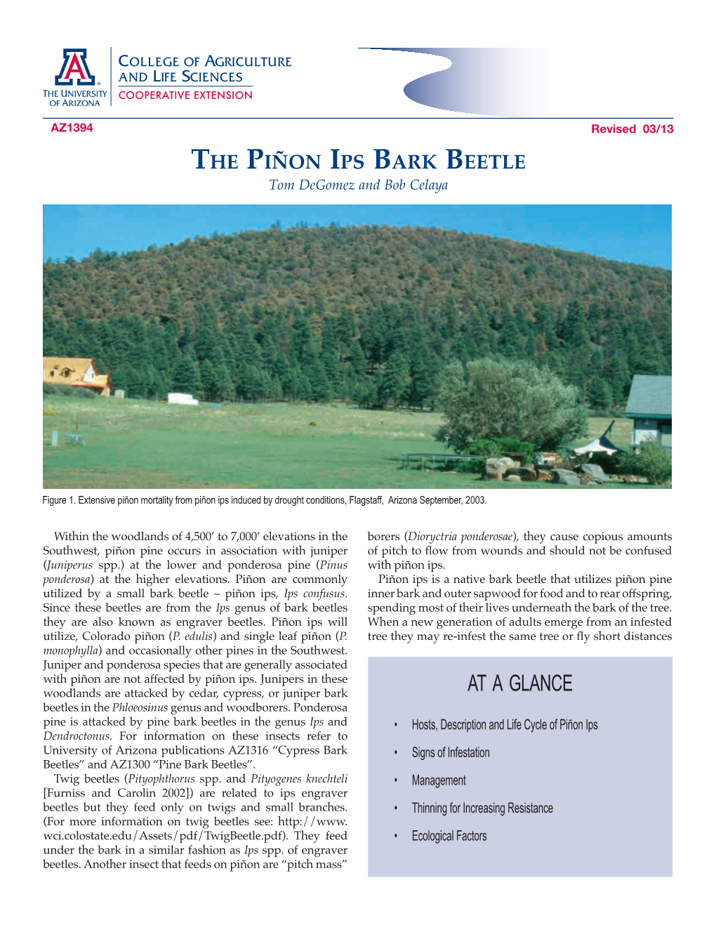 Pinon Ips Bark Beetle