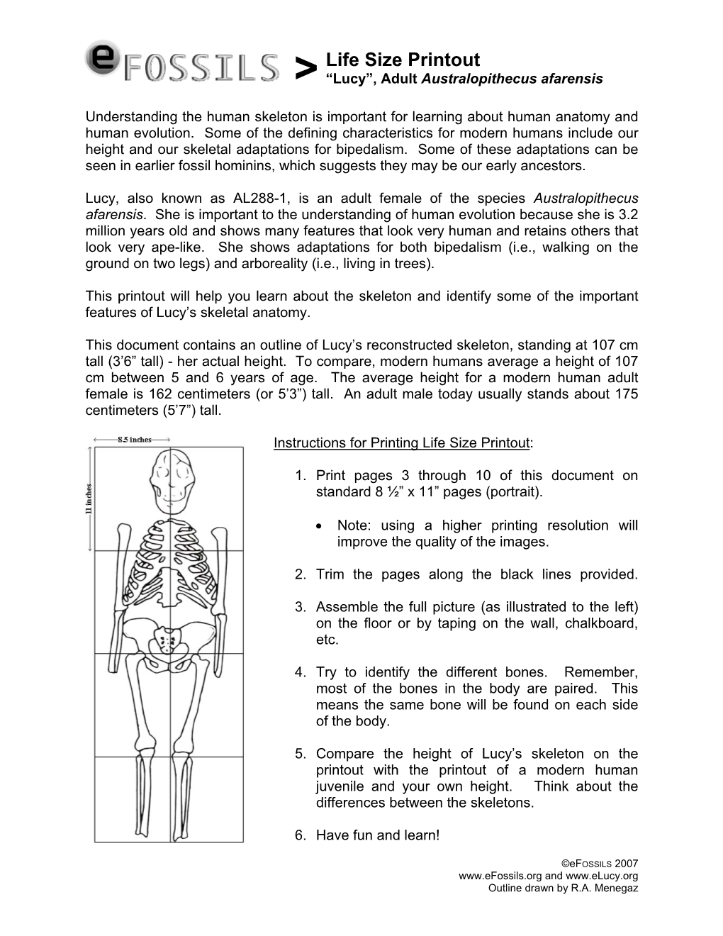 Life Size Printout > “Lucy”, Adult Australopithecus Afarensis