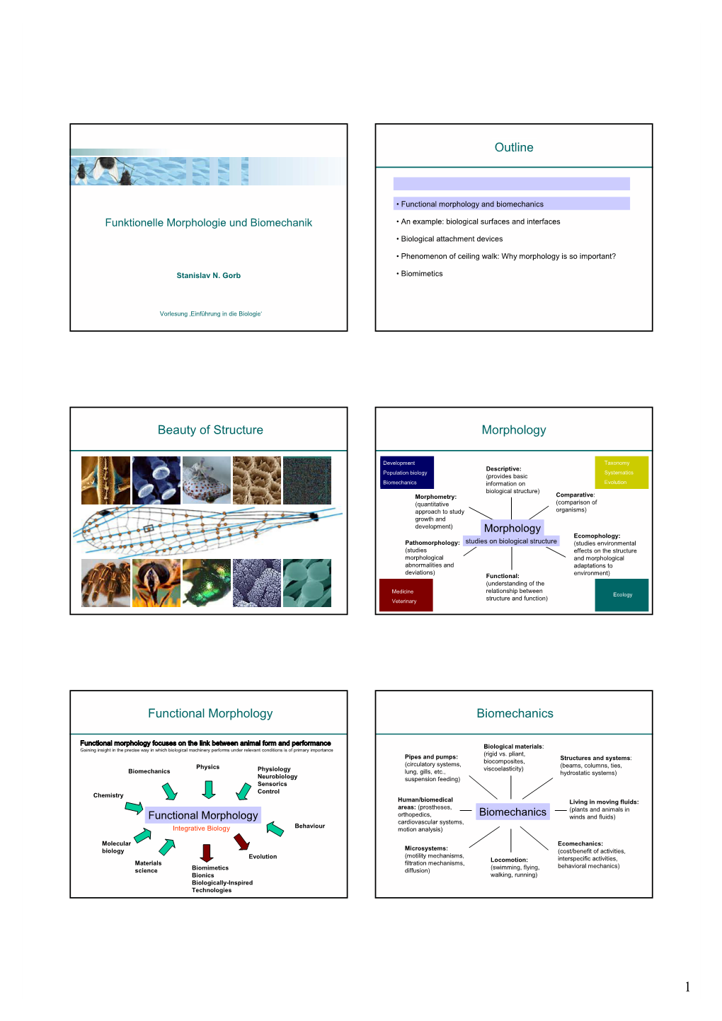 Outline Beauty of Structure Morphology Functional Morphology