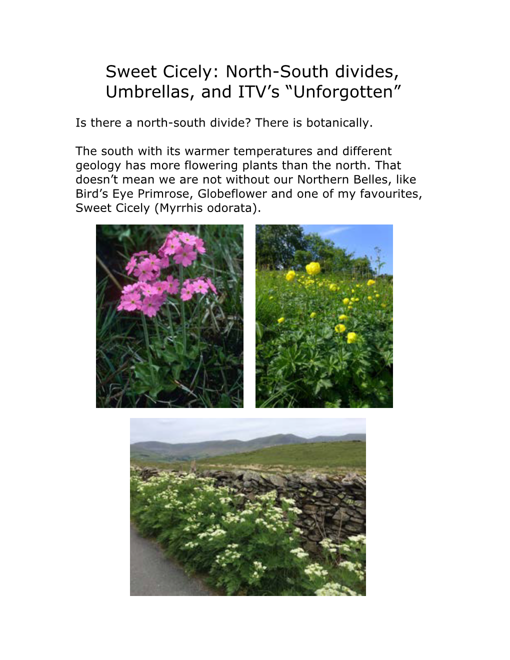 Sweet Cicely: North-South Divides, Umbrellas, and ITV's “Unforgotten”