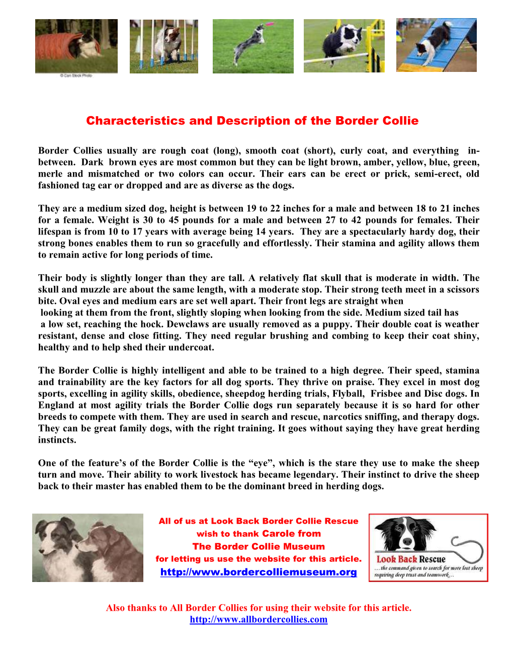 Characteristics and Description of the Border Collie