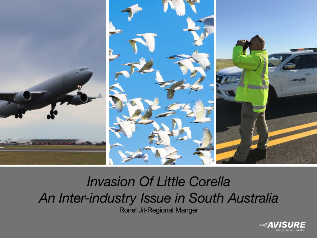 Invasion of Little Corella an Inter-Industry Issue in South Australia Ronel Jit-Regional Manger