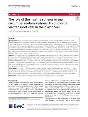 The Role of the Hyaline Spheres in Sea Cucumber Metamorphosis: Lipid Storage Via Transport Cells in the Blastocoel Josefna Peters‑Didier and Mary A