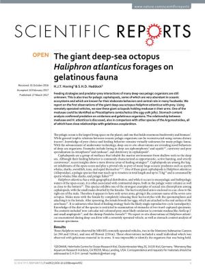 The Giant Deep-Sea Octopus Haliphron Atlanticus Forages on Gelatinous Fauna Received: 31 October 2016 H.J.T