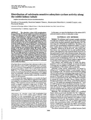 Distribution of Calcitonin-Sensitive Adenylate Cyclase Activity Along the Rabbit Kidney Tubule
