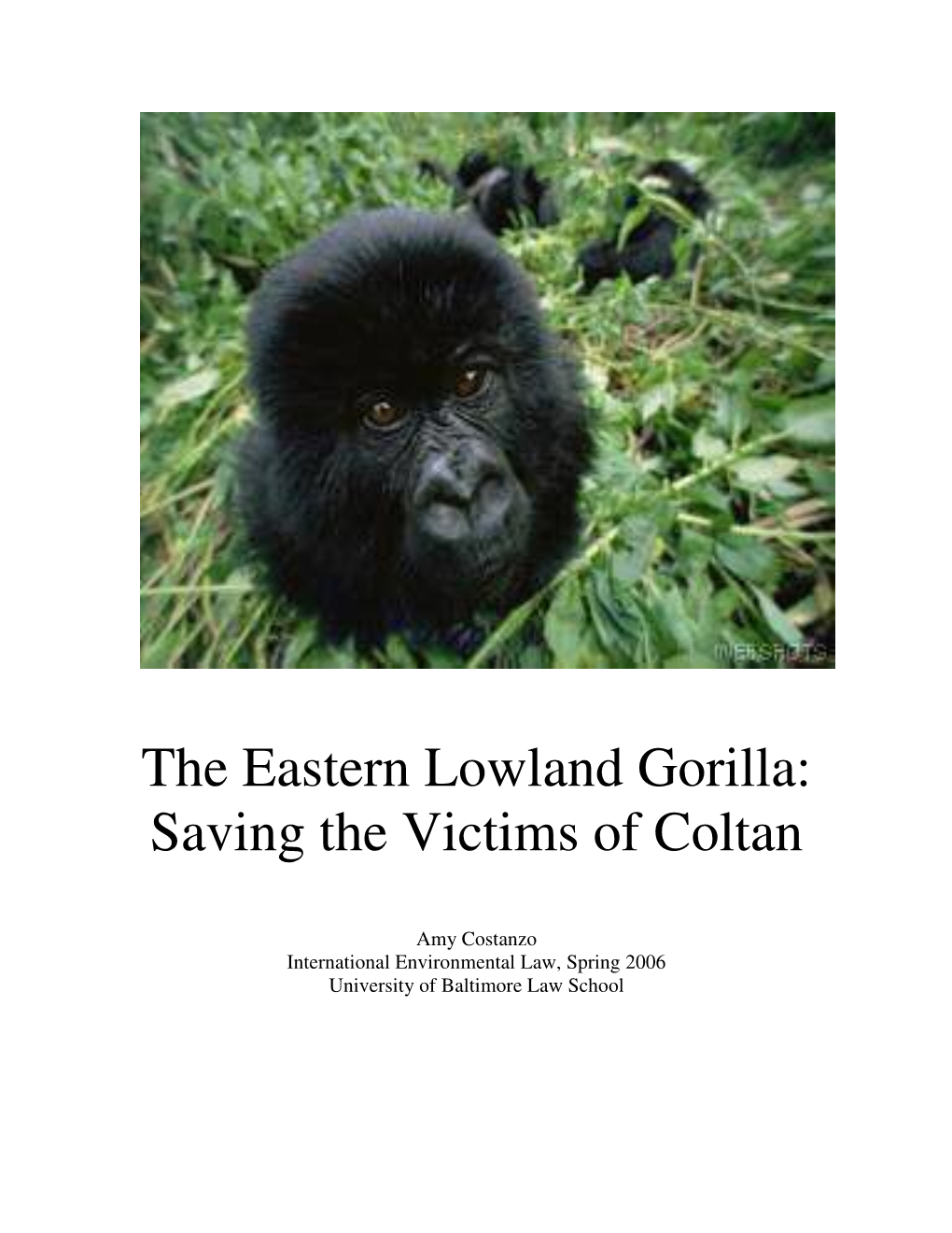 The Eastern Lowland Gorilla: Saving the Victims of Coltan