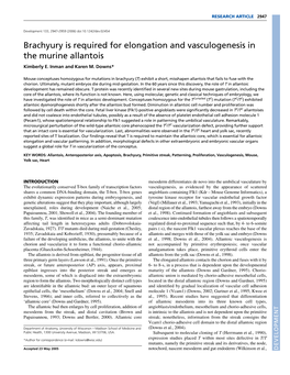 Brachyury Is Required for Elongation and Vasculogenesis in the Murine