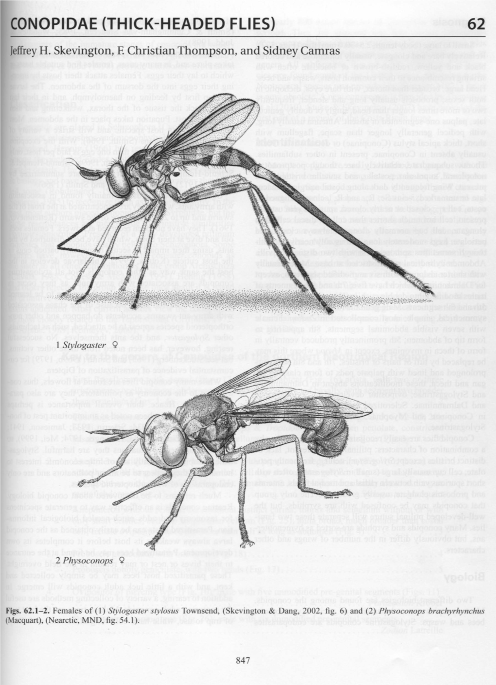 Conopidae (Thick-Headed Flies) 62