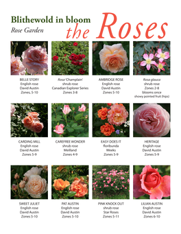 Blithewold in Bloom Rose Garden the Roses